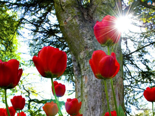 Red flowers sunlight tree trunk - a sunburst free wallpaper