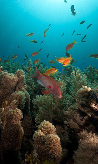 Coral reef fish diver swimming - free nature wallpaper for mobile