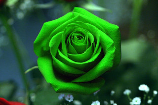 Green rose vase white flowers - a vase free wallpaper