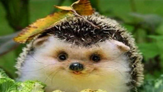 Hedgehog leaf head grass looking - a hedgehog free wallpaper