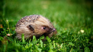 Hedgehog grass looking distance eyes - a hedgehog free wallpaper