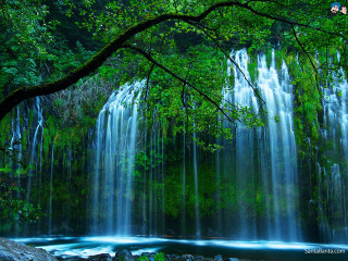 Waterfall tree forest stream nature - the middle of the forest free wallpaper