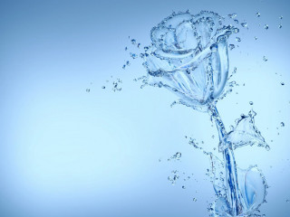 Flower dropping into water blue - dirck van der lisse free wallpaper
