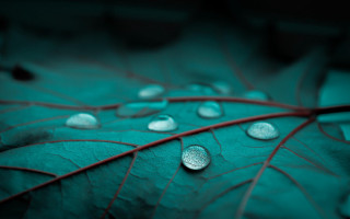 Leaf water droplets nature green - a few leaf free wallpaper for desktop