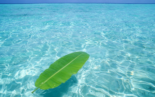 Leaf floating water sunny day - sunny free wallpaper