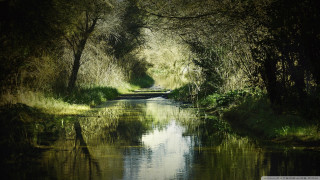 Narrow river forest trees grass - narrow free wallpaper