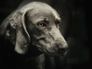 Sad dog black background white - sad free wallpaper