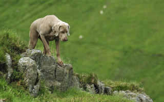 Dog rock grassy field hill - stuckism free wallpaper for desktop