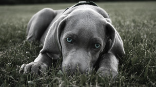 Dog laying grass head down - a leash free wallpaper