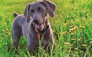 Dog standing field tall grass - his tongue free wallpaper