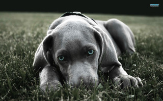 Dog blue eyes collar grass - a collar free wallpaper for desktop
