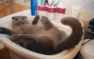 Cat laying sink paws water - surrealism free wallpaper