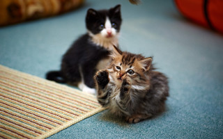 Kittens sitting floor looking camera - sharp free wallpaper