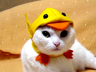 Cat yellow duck hat red - beatrix potter free wallpaper