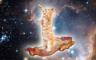 Cat bacon slice sky stars - glorious free wallpaper