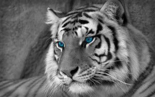 White tiger blue eyes rock 2 - a white tiger free wallpaper