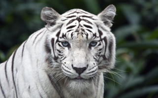 White tiger blue eyes blurry - facial free wallpaper