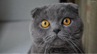 Gray cat yellow eyes serious 6 - its face and chest free wallpaper