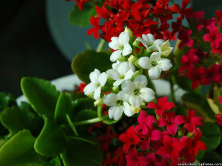 Closeup flower vase background blurry - florence engelbach free wallpaper