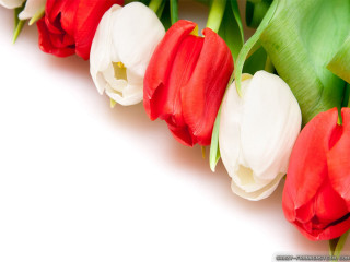 Red white tulips white background 2 - the end free wallpaper for desktop