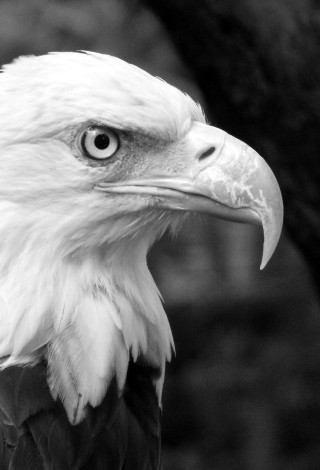 Bald eagle serious look black - a white head free wallpaper