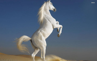 White horse rearing desert sand - surrealism free wallpaper