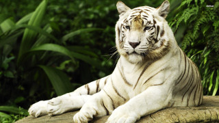 White tiger rock forest nature - a white tiger free wallpaper