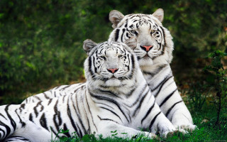 Two white tigers laying grass 4 - the grass together free wallpaper