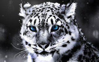 Snow leopard blue eyes artistic - thing free wallpaper