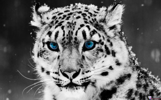 Snow leopard blue eyes snow 2 - a snow leopard free wallpaper