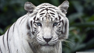 White tiger blue eyes blurry 2 - facial free wallpaper