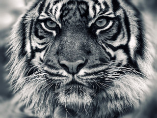 Tiger face black white blurry - a blurry background of grass free wallpaper for desktop