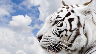 White tiger black spots cloudy - a white tiger free wallpaper