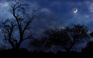 Full moon trees branch no - a few star free wallpaper