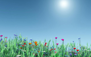 Flower field summer blue sky - a field of flowers free wallpaper for desktop