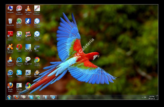 Colorful bird flying wings spread - wing free wallpaper for desktop