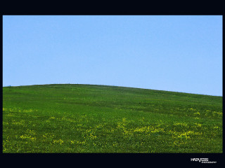Lone horse grassy hill blue - a few yellow flower free wallpaper