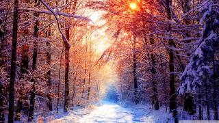 Snowy path forest trees sunshine 2 - a snowy path in a forest free wallpaper