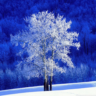 Tree snowy field blue background - free winter wallpaper for tablet