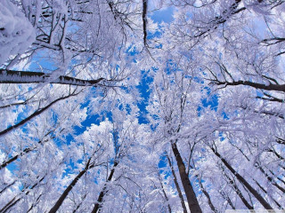 Forest snow blue skies trees - a view free wallpaper