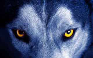 Wolf eyes glowing yellow dark - visible free wallpaper for desktop