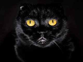 Black cat yellow eyes camera - yellow eye free wallpaper