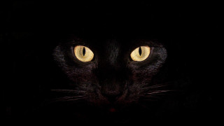 Black cat yellow eyes gothic 14 - spot free wallpaper