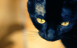 Black cat yellow eyes looking 3 - a blurry background of the image free wallpaper