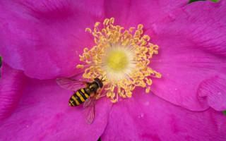 Bee pink flower yellow center 2 - a black stripe free wallpaper