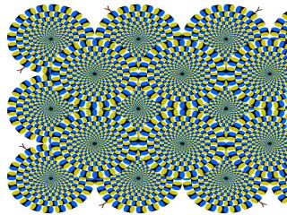 Blue yellow flower white background - bridget riley free wallpaper for desktop