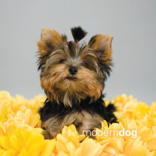 Small dog yellow flowers gray - its head free wallpaper for tablet