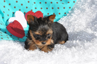 Small dog heart pillow blue - a small dog free wallpaper for desktop