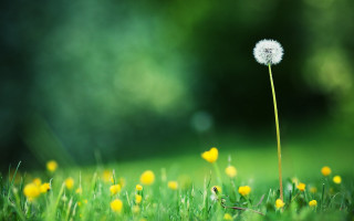 Dandelion grass yellow flowers field - a dandelion free wallpaper for desktop