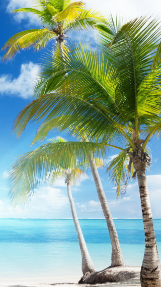 Palm trees beach ocean blue - the ocean free wallpaper for mobile